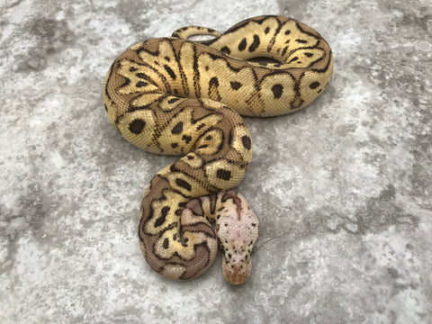 Pastel Spotnose Clown Het Hypo