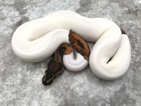 Leopard Pied Het Clown Ultramel