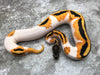 Orange Dream Yellow Belly Pied