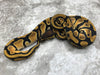 Orange Dream Het Pied