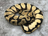 Super Orange Dream Yellow Belly