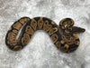 Het Black Axanthic