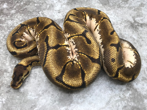 Enchi Vanilla Spider Het TSK Axanthic