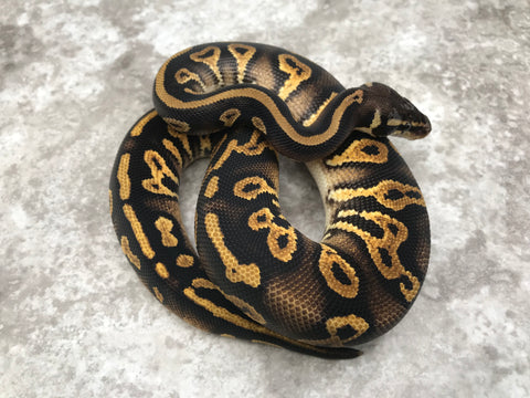 Blackhead Pastel Yellow Belly Het Desert Ghost