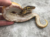 Asphalt Enchi Orange Dream