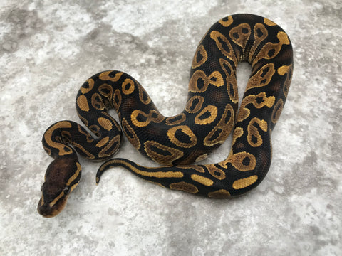 Asphalt Het Black Axanthic