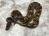 Asphalt Het Black Axanthic