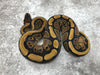 Red Stripe Het Clown