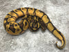 Asphalt Enchi Orange Dream