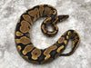 Yellow Belly Het Desert Ghost