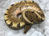 Spider Vanilla Het TSK Axanthic