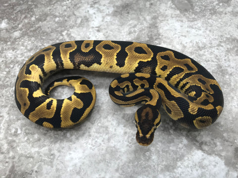 Leopard Yellow Belly Het Desert Ghost
