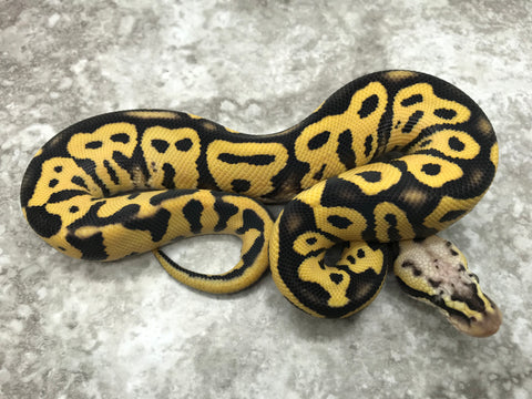 Pastel Leopard Desert Ghost Het Clown