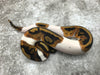Pied Het Lavender