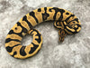 Leopard Desert Ghost 50% pos Het Clown