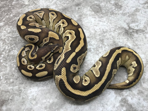 Mojave Asphalt Het Ultramel Het Pied
