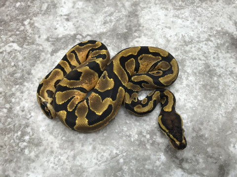 Enchi Asphalt Het Pied