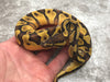 Asphalt Enchi Orange Dream