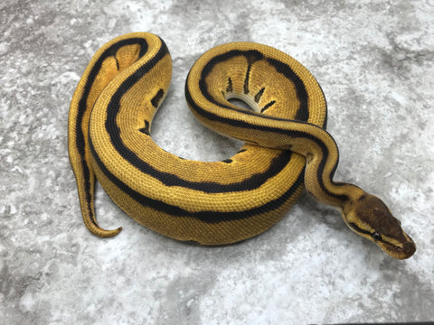 Orange Dream Genetic Stripe