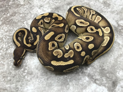 Mojave Asphalt Het Ultramel Het Pied