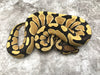 Desert Ghost 50% pos Het Clown