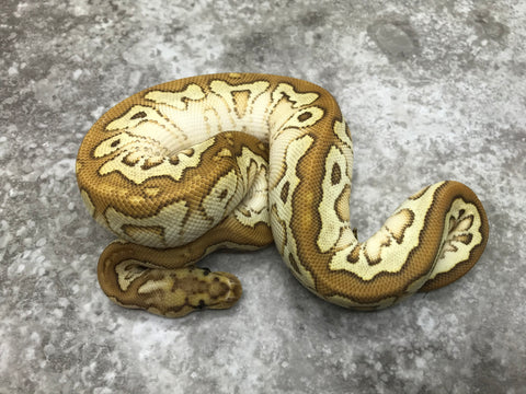 Spotnose Lesser Clown