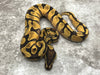 Asphalt Enchi Orange Dream