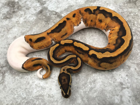 Pied Het Clown Het Ultramel