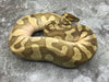 Lesser Orange Dream Het TSK