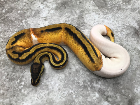 Orange Dream Pastel Pied