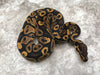 Asphalt Het Black Axanthic