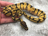 Asphalt Enchi Orange Dream