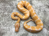 Blade Lavender Het Clown Het Pied
