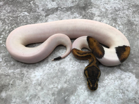 Mahogany Pied