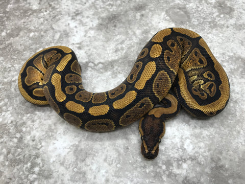 Red Stripe Het Clown