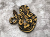 Desert Ghost het TSK Axanthic