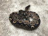 Black Axanthic