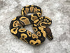Desert Ghost het TSK Axanthic