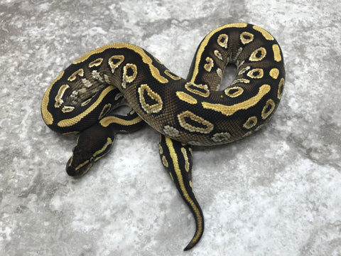 Mojave Asphalt Het Pied pos Het Lavender