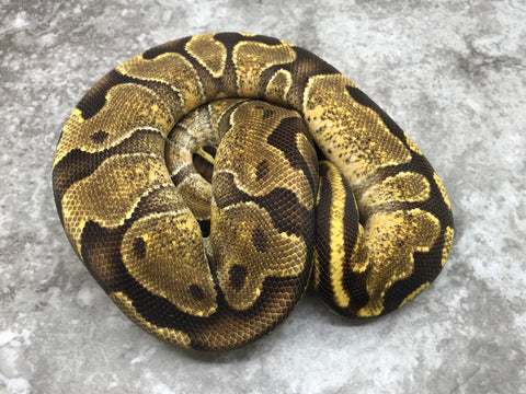 Enchi Vanilla Het TSK Axanthic