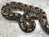 Black Axanthic