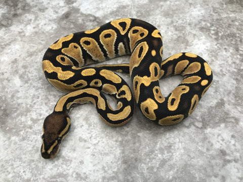 Desert Ghost het TSK Axanthic