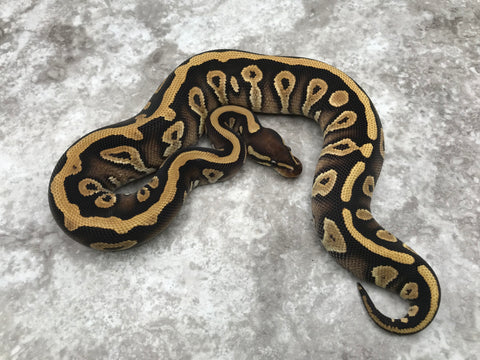 Mystic Yellow Belly Het Desert Ghost