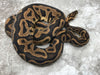 Leopard Yellow Belly Het Clown