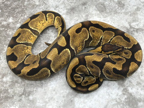Enchi Vanilla Het TSK Axanthic