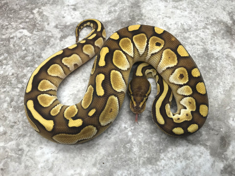 Lesser Vanilla Het TSK