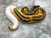 Orange Dream Pastel Pied