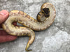 Enchi Asphalt Het Desert Ghost