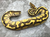Lesser Vanilla OD Het TSK Axanthic