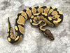 Desert Ghost 50% pos Het Clown